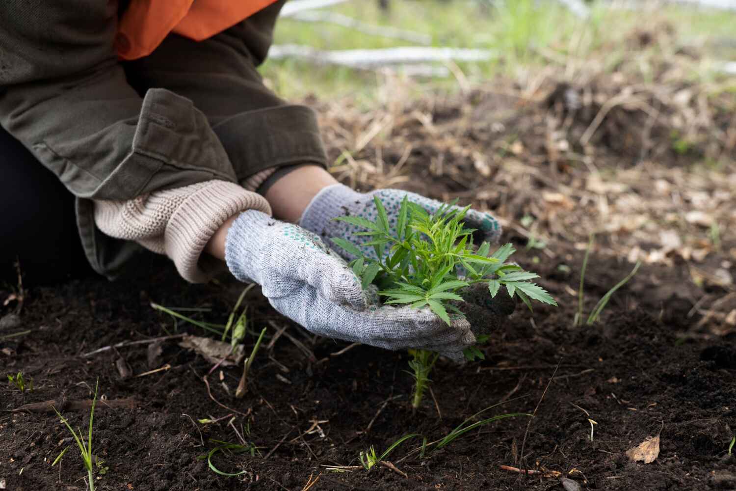 Best Dead Tree Removal  in Crestview, FL